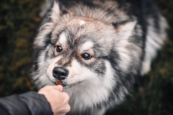 Corne de mouton pour chien : une friandise 100% naturelle