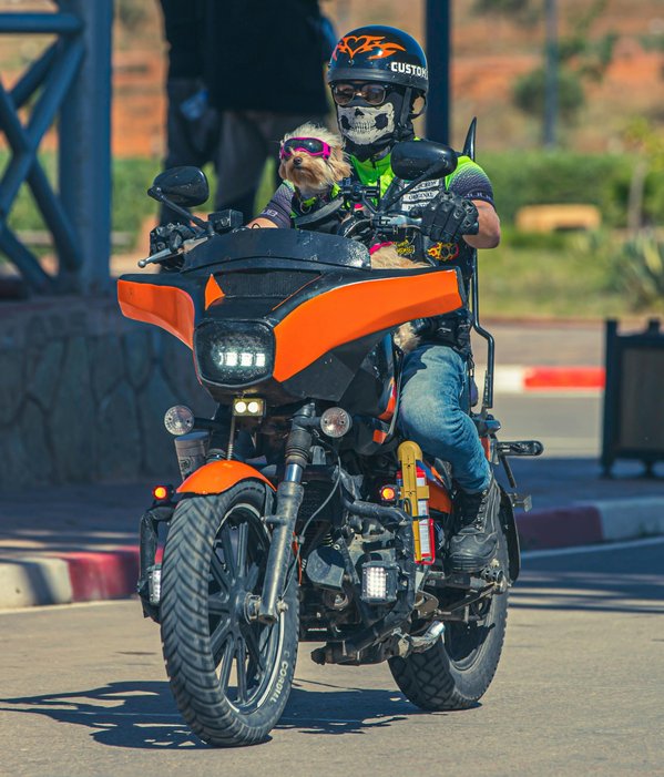 Casque et lunette pour chien : l'accessoire tendance à adopter !